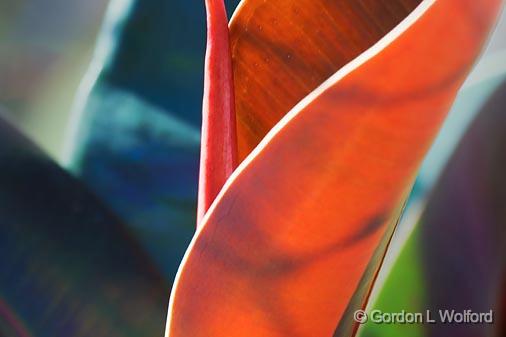 Red Leaf_36016.jpg - Photographed along the Gulf coast in Port Aransas, Texas, USA.
